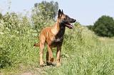 MALINOIS 793